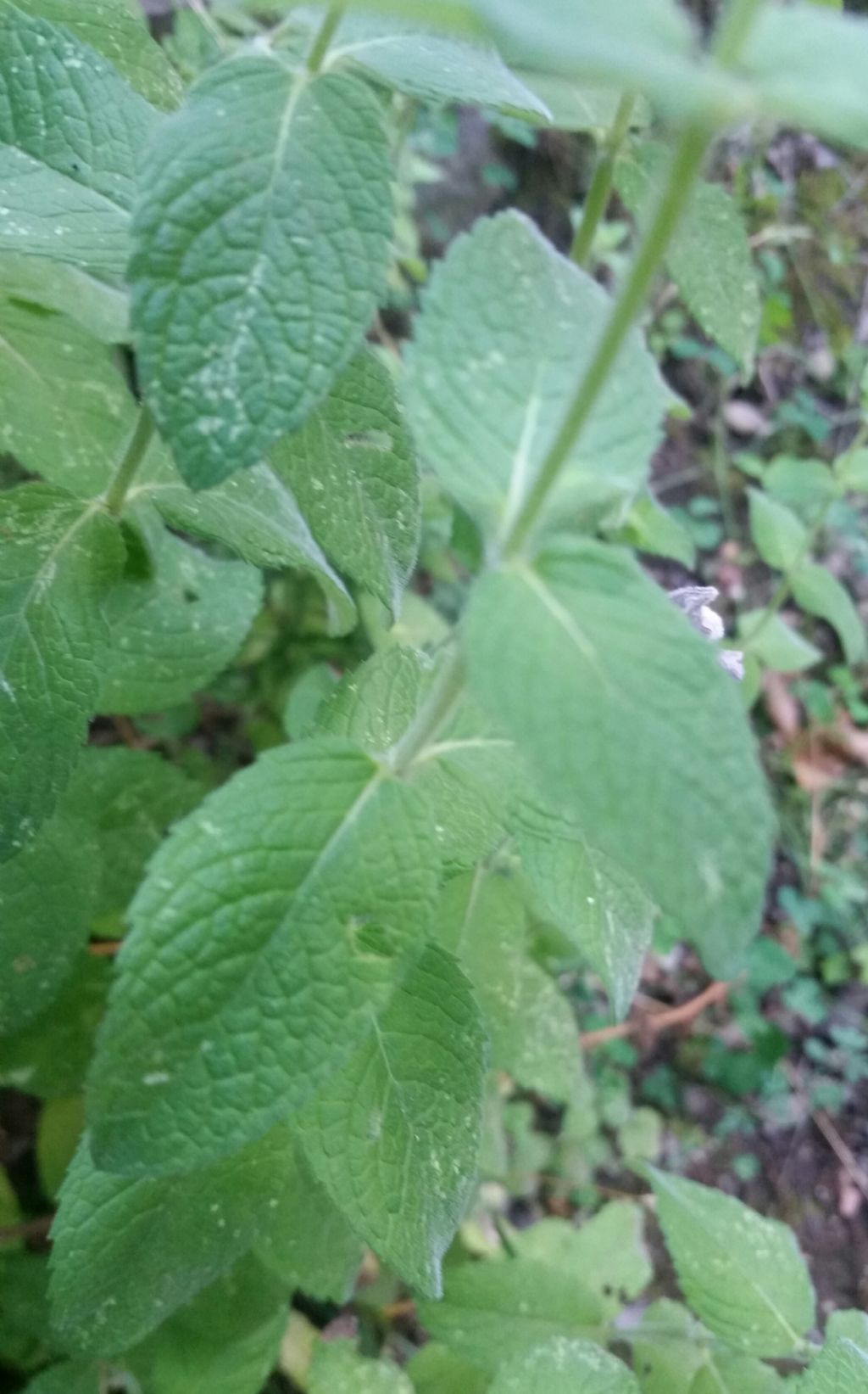 Menta a foglia rotonda?